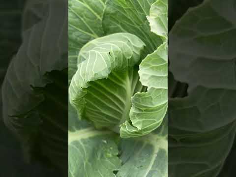 キャベツの早枯れ病