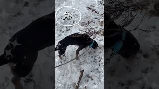 Video preview image #1 Doberman Pinscher-Unknown Mix Puppy For Sale in Rockaway, NJ, USA
