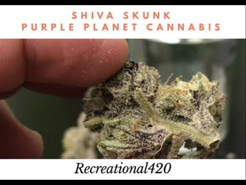 download lagu mp3 mp4 Shiva Skunk, download lagu Shiva Skunk gratis, unduh video klip Shiva Skunk