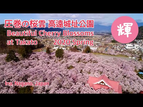【天下第一の桜チャンネル＃１ 輝】高遠城址公園の桜2020「輝」～ Sakura "Takato Castle Site Park” ～