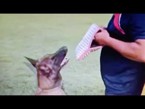 GERMAN SHEPHERD & MALINOIS KHATRON KE KHILADI 9 JIGAR PE TRIGGER DANGEROUS DOG BARK HOLD ATTACK 