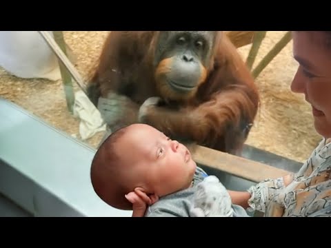 L'orang-outan demande à regarder le bébé ❤️ vidéos d'animaux les plus drôles
