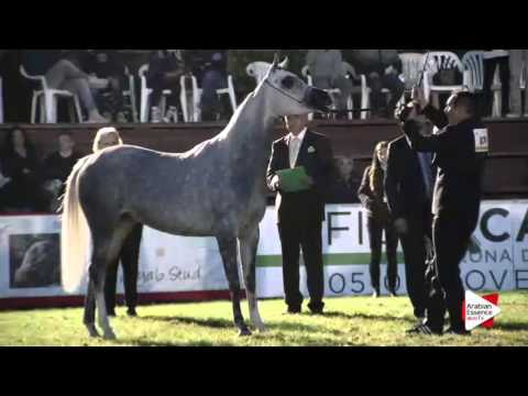 Arezzo 2015 - Class 9