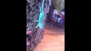 Veiled Chameleon wants a self-guided tour