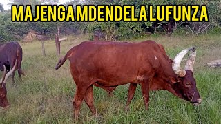 MAJENGA MDENDELA LUFUNZA MBUGA BY ZENGO STUDIO 2026