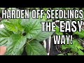 How to Acclimate (Harden Off) Your Seedlings to the Outdoors the EASY Way | LucasGrowsBest