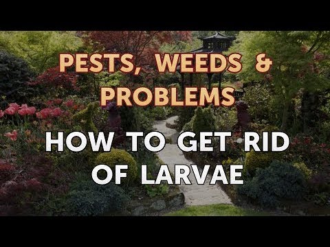 download lagu mp3 mp4 How To Get Rid Of Larvae, download lagu How To Get Rid Of Larvae gratis, unduh video klip How To Get Rid Of Larvae