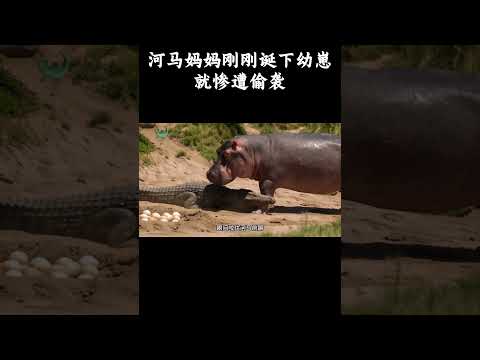 河马妈妈刚刚诞下幼崽就惨遭偷袭 #趣聞 #大陸 #动物科普
