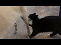 Cat Bites The Dog To Go Away From Me