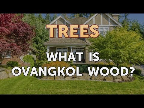 download lagu mp3 mp4 Ovangkol Tree, download lagu Ovangkol Tree gratis, unduh video klip Ovangkol Tree