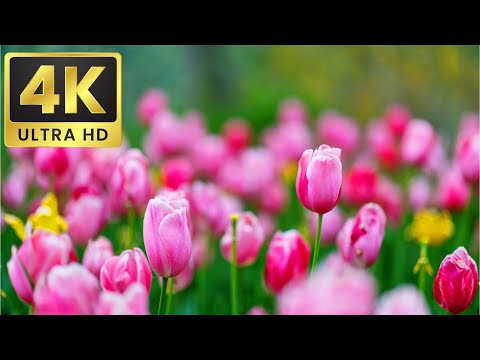 The Popular  Beautiful (Amazing) Flowers Collection 2025 - 8K ULTRA HD / 8K TV  Dolby Vision