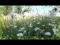 Ромашка ромашка цветок полевой. Раз ромашка два ромашка. Field in daisies ...