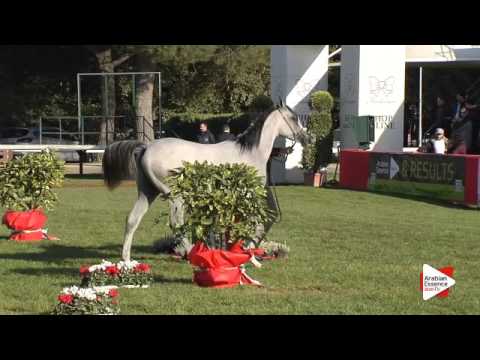 N.1 RK AL ALAMI - Arezzo 2015 - Yearling Colts (Class 1A)