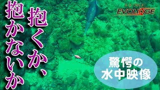 【エギング動画】日本海丹後エリアで爆釣！！～エギングステップアップの秘訣～