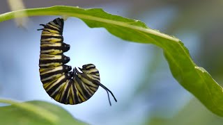 A monarch metamorphosis