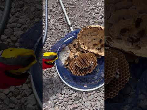 園芸 孤独なスズメバチ、素晴らしくて便利