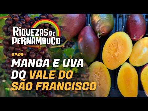 Uva e manga: a força da fruticultura irrigada no Vale do São Francisco | Riquezas de Pernambuco #9