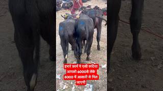Download lagu Asli Murrah katiya punjab wali #bollywood #love #padi #cow #baffalo #dairyfarm #katiya #pashumandi mp3