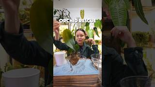 How to Rescue An Orchid From the Trash #phalaenopsis #orchid