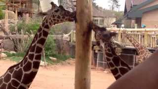 Giraffe licks pole.