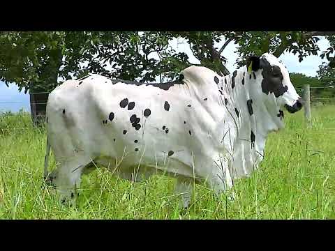 GENELORE - NELORE - HARPA FIV BOQUEIRAO - JACX 170