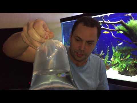 UNBOXING Fresh Water Tropical Fish (2 for 1 Special!)