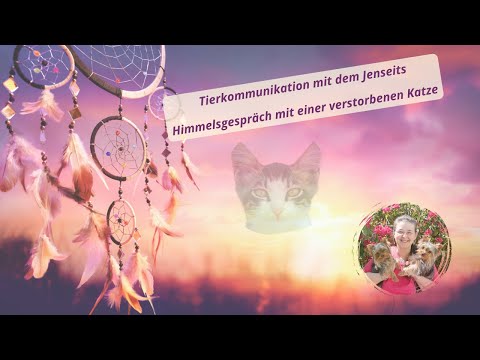 Tierkommunikation mit dem Jenseits – Himmelsgespräch mit einer verstorbenen Katze 💔