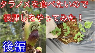 《山菜》タラの芽を食べたいので根挿しで増やしたい！後編