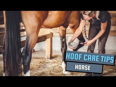 , title : 'Essential Hoof Care Tips: Keeping Your Horse's Feet Healthy #secretanimals'