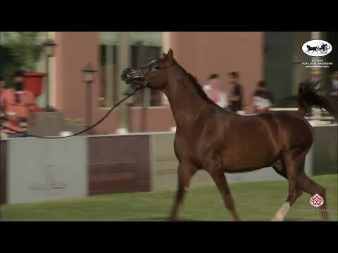 N 386 SHAH MUDHAR   10th Arabian Horse Show for local Breeders in Saudi Arabia 2021   Colts 3 Years