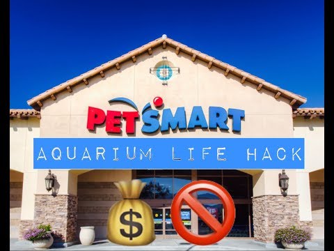 PETSMART LIFEHACK | CHEAP AQUARIUMS | NO ONE KNOWS THIS TRICK! | Betta Fish Tank