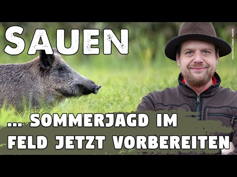 Sommerjagd im Feld auf Sauen - So bereitest Du Dich optimal auf die Feldjagd vor