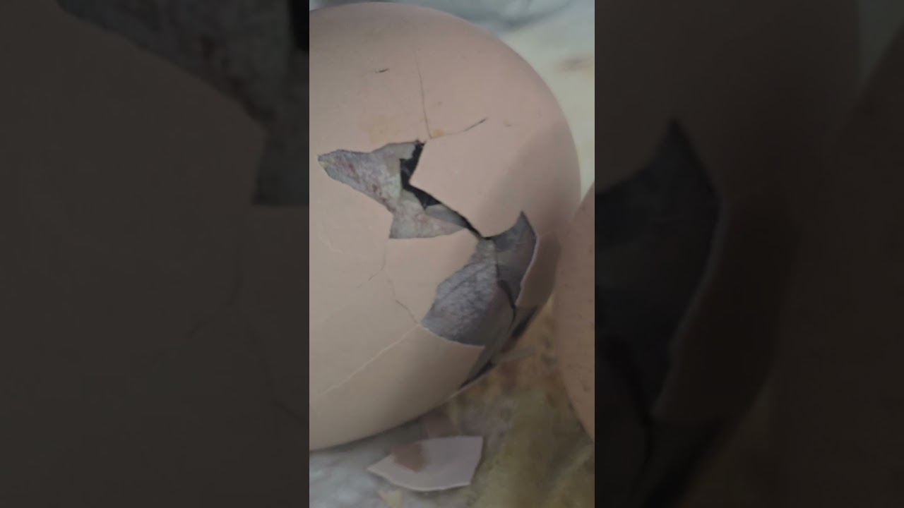 This is the second chick hatched during the 