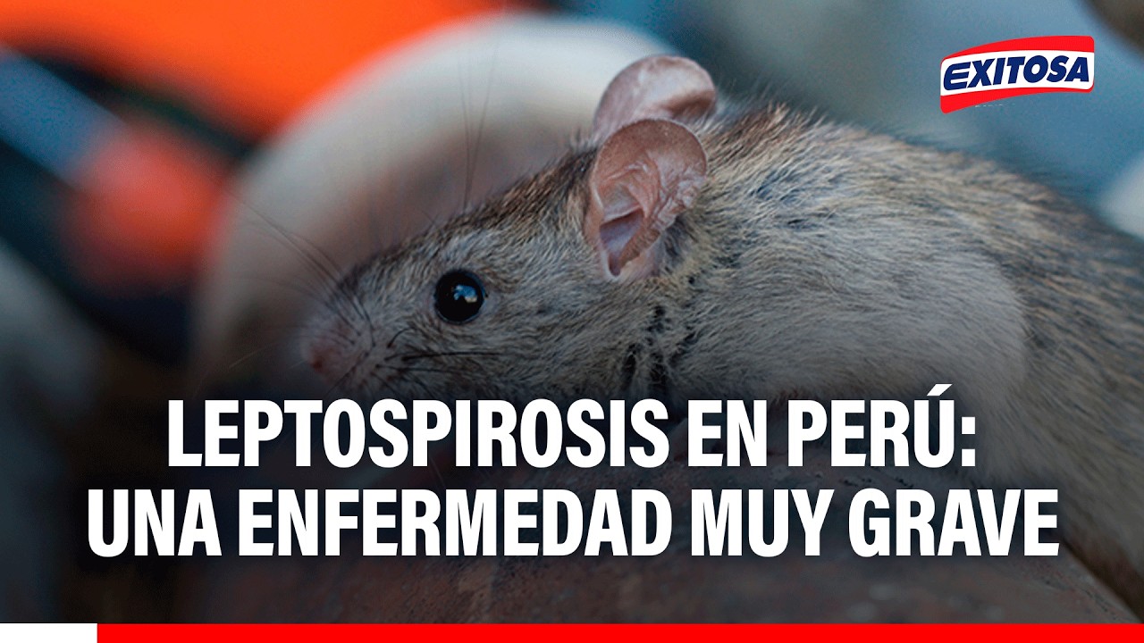 🔴🔵 Alerta por más de 50 casos de LEPTOSPIROSIS en Perú: "Es una enfermedad MUY GRAVE"