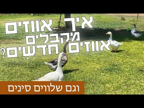 , title : 'התחלה חדשה | אווזים חדשים הצטרפו למשק והפתעה חדשה במדגרה'