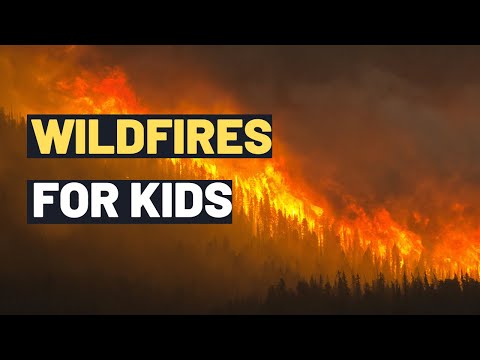 Wildfires | Exploring Wildfires for Kids: Understanding Causes, Effects and Prevention |  Bushfires