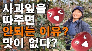 맛있는사과? 어떻게 키워야 맛있는걸까? - a delicious apple