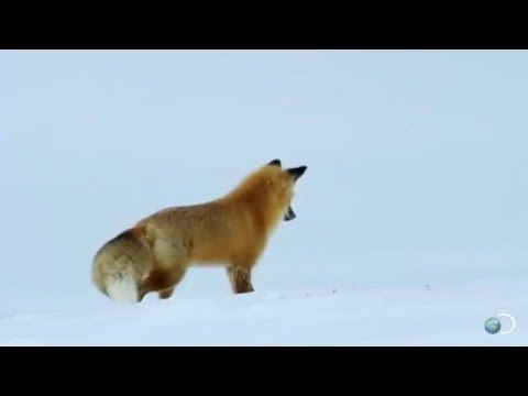 Documentar Vulpea vaneaza in zapada voice over