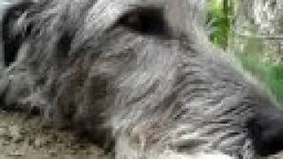 Joey Meets The Wolfhounds