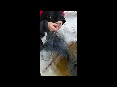 Verkon koku | Säynävä, Kuha, Ahven ja Hauki | Oulu 2022