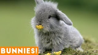 Funniest Rabbit Videos Weekly Compilation 2018  Fu
