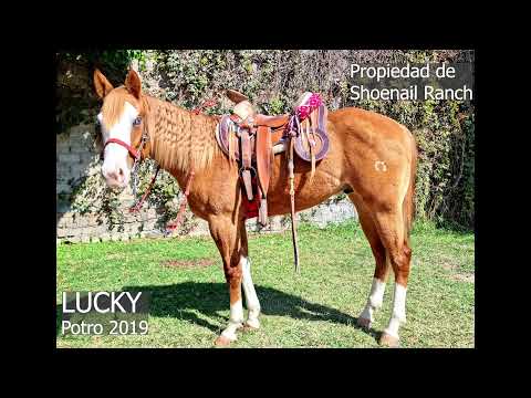 Primera Cala de Lucky - Potro 2019 propiedad de Shoenail Ranch