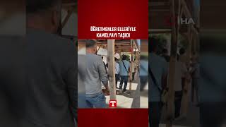 Öğretmenler Elleriyle Kamelyayı Taşıdı #Shorts