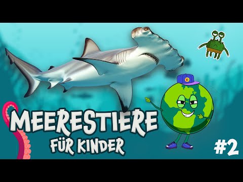 Die interessantesten Tiere im Ozean - Ein lehrreicher Film für Kinder