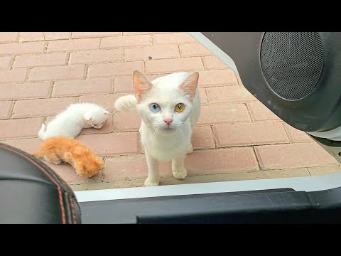 It is looking at every car that passes by,Hoping one is its owner's, But things don't go as planned.