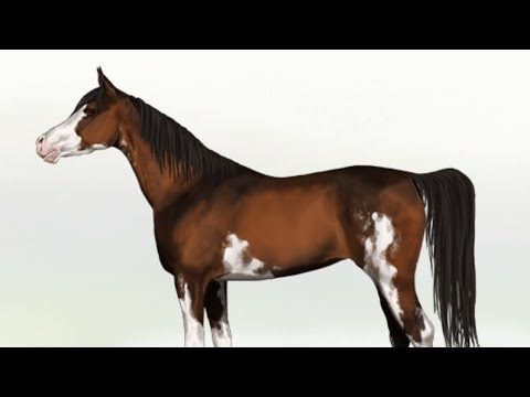 , title : '#7 My Horsez Ras Edit • Arabische Volbloed (Arabier)❤️ || My Horsez || Horse Playz'