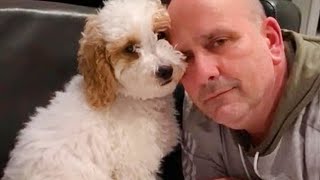 Funny Dog And Their Human, get ready for LAUGHING!   Best Animals Show Love Videos