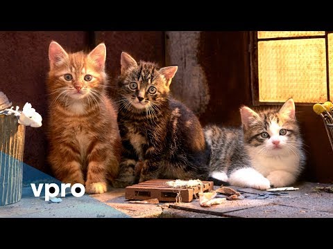 Een nieuw seizoen Poesjes, elke dag op NPO 3