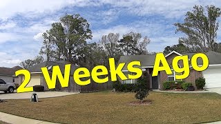 *RESULTS* Scott's Bonus S Weed and Feed 14 Days Later - DIY Lawn Care Treatment