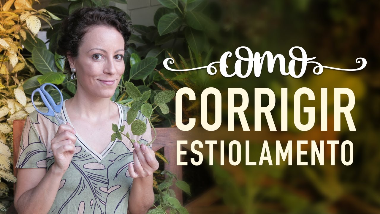 PLANTA quase sem folha? Como corrigir ESTIOLAMENTO